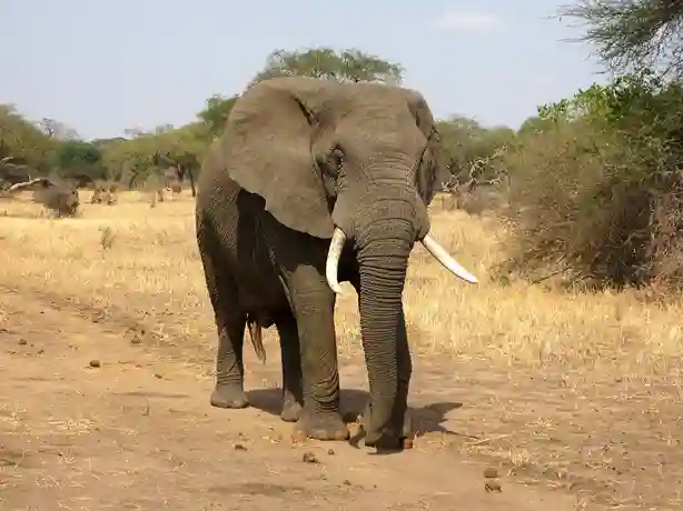 agente di viaggio Un elefante africano solitario cammina nella savana con alberi sparsi e cielo azzurro.